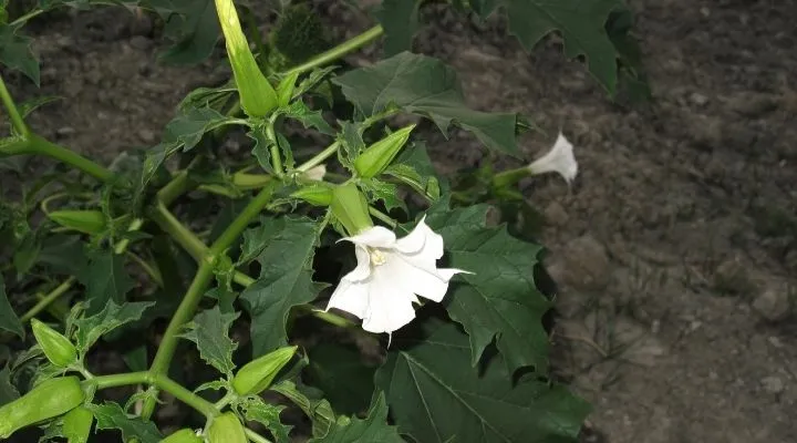 Planta de Datura Stramonium